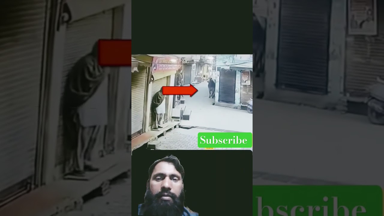 bull attack on old man 