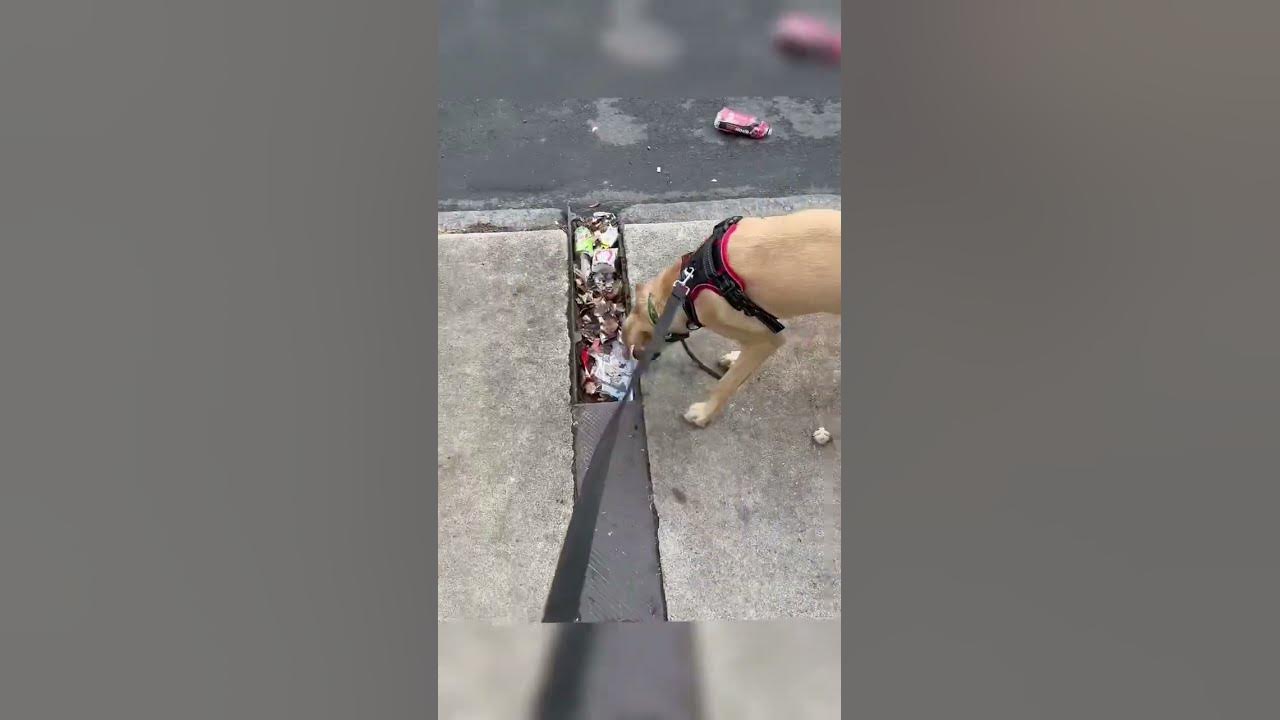 My dog jack I knew that something was wrong with jack is not from this jackthedogking