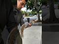 This Tiny Camera Reveals a Squirrel’s Secret Life#shorts