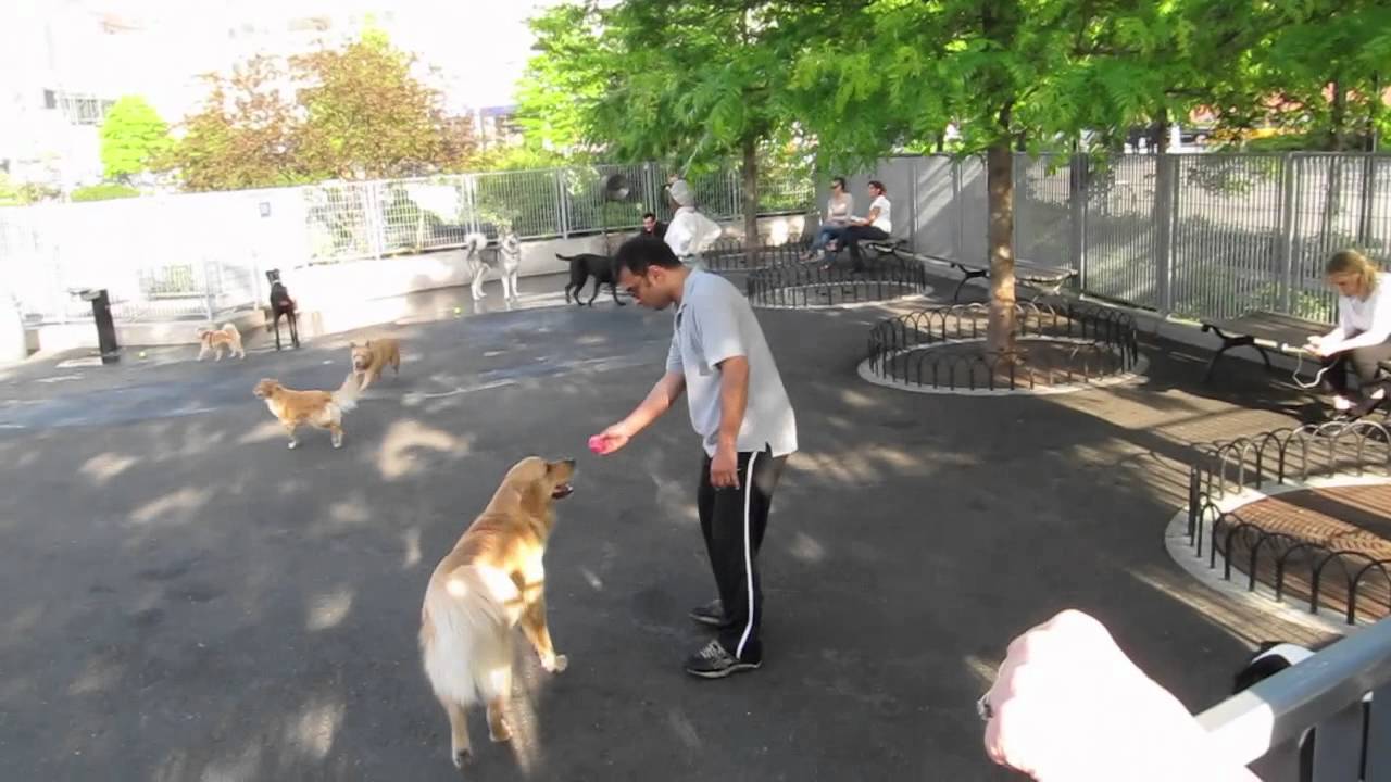 NYC Dog park near Intrepid YouTube