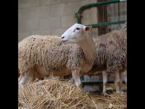 7 New Sheep's Arrival square