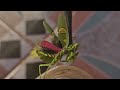 The beauty of the praying mantis