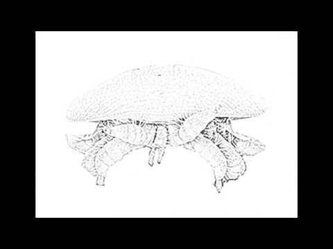 Varroa destructor