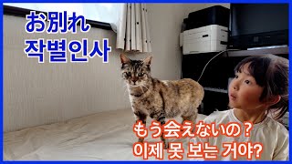 ついに保護猫ちゃんの新居へ！そしてお別れ😭 동물을 사랑하는 일본분! 고양아! 미안해, 여기서 잘 지내다가 나중에 같이 한국 가자!