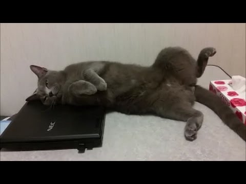 パソコン使おうとすると攻撃してくる邪魔ネコ - YouTube kokesukepapa