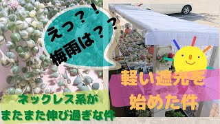 ｟多肉植物｠梅雨どこいってん⁉️軽く遮光始めました