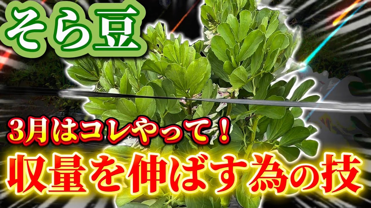 【そら豆】3月はコレやって！収量を伸ばす為にやるべき小技や細かいところについてお話します