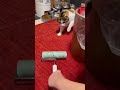 飛びかかれ！#ねこのいる暮らし #ねこ動画 #ねこのいる生活