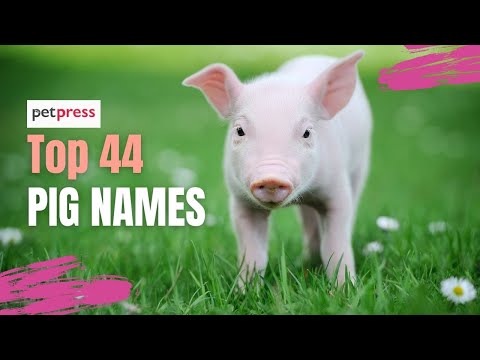 Top 44 Pig Names 🐷 - Most Popular Male and Female Pig Names | PetPress