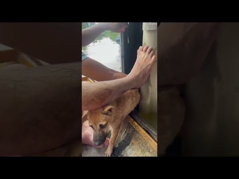 Good Samaritans Rescue Dogs From a Flooded City || ViralHog
