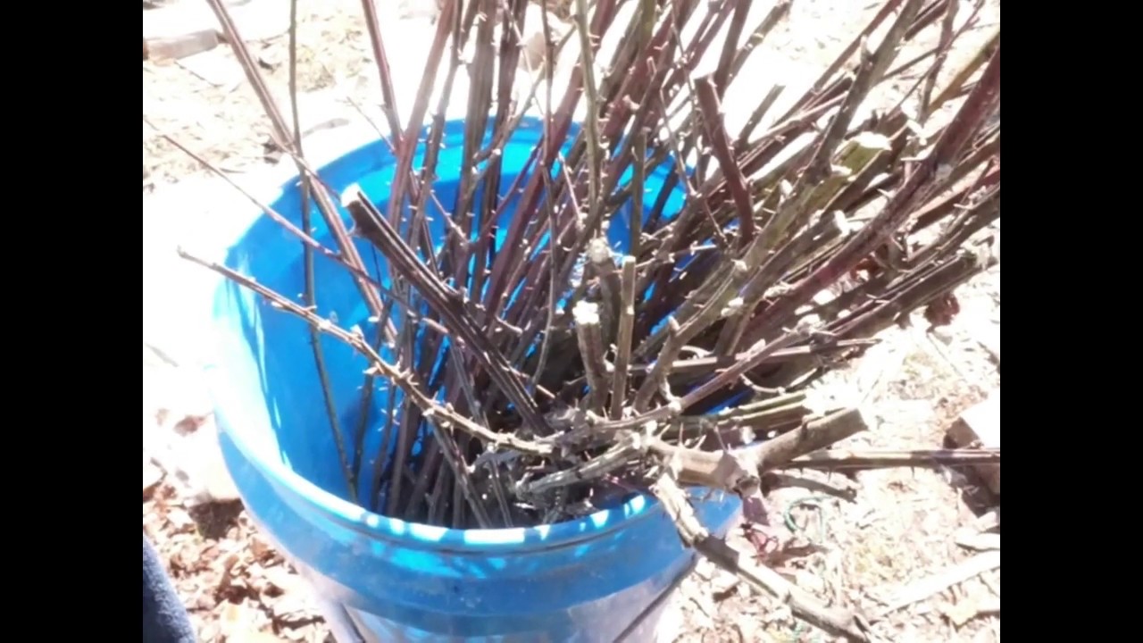 Transplanting and propagating wild blackberries from cuttings YouTube