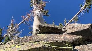 Scotchman Peak Mountain goat by RR Remines Vlog 237 views 6 months ago 3 minutes, 35 seconds