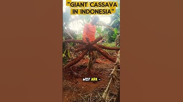 Giant Cassava Harvest in Subang, Indonesia 🌿😲 #cassavaharvest #indonesia