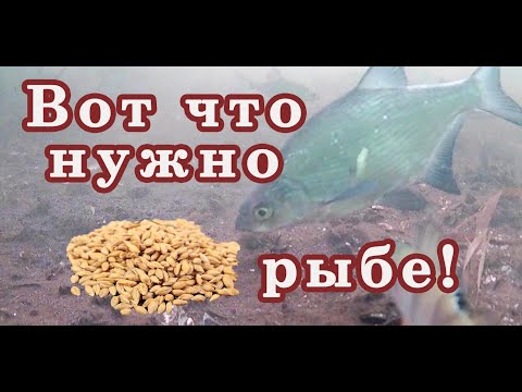 Посмотрите-Собирает стаи рыб! Не тратьте ЗРЯ ДЕНЬГИ! Супер дешёвая и Результативная зимняя прикормка