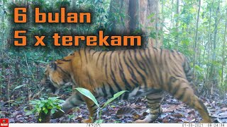 Kembali terekam, Harimau terbesar yang hidup alami di Hutan Tropis