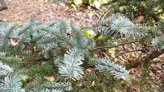 Abies procera 'Argentea' jedle vznešená syn stříbrná