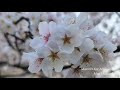 Mantra for Amitābha / Mio Matsuda 松田美緒  阿弥陀如来の真言