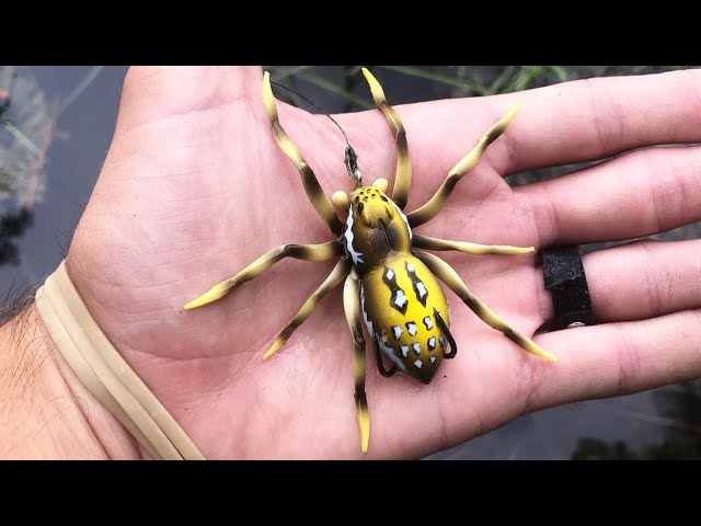 The SPIDER LURE catches FISH! (UNBELIEVABLE) 