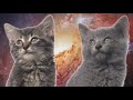 Песня мяу, мяу  - часовая версия | Space Cats 1 hour version
