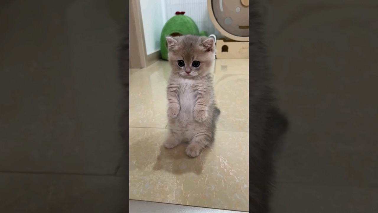 #cat #catlover #funnyvideo #animals #funnycats #funnyshorts #funnyanimals #cats #funnyvideos #pets