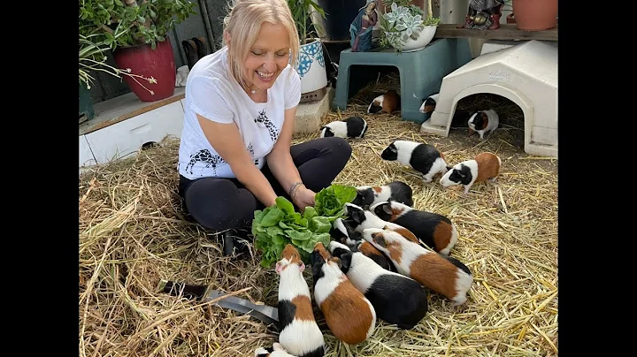 Guinea Pig Herd demolish the garden fresh cut lett...