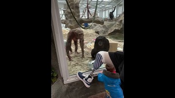 Chimpansees reageren op prothese van man || ViralHog