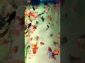 INCREDIBLE GOLDFISH TANK😧😧😧😧#shorts #short #youtubeshorts #ramsiyaram @anishadhikary
