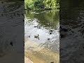 2023 June 26, St. James Park Ducklings