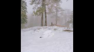 Wisp - Your Face
