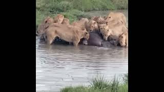 Hippo helpless can&#39;t save hippo baby from Lions#shorts