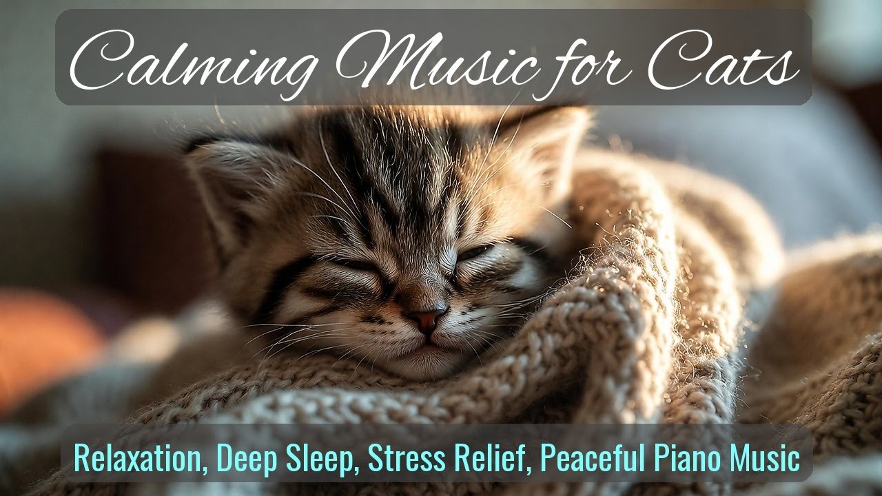 LIVE Fluffy Kitten Sleeping Peacefully for Relaxation 💤 | Season 65