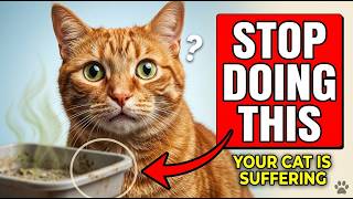 Your Cat’s Litter Box Is Making Them Sick (Most Owners Miss This)
