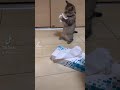 【#shorts】ティッシュと喧嘩する子猫w