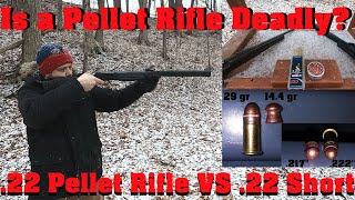 Is an Average Pellet Rifle Deadly? .22 Pellet Rifle VS .22 Short