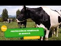 Impacto de hemoparásitos en ganado bovino- TvAgro por Juan Gonzalo Angel Restrepo