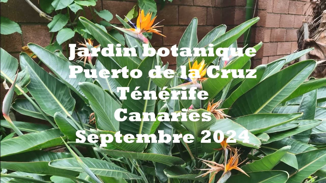 Jardin botanique de Puerto de la Cruz - Ténérife - Septembre 2024 - YouTube