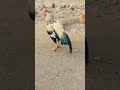 BEAUTIFUL😍 SAWA🔥 BIRD SAY MASHALLAH ❤️⚡️💯