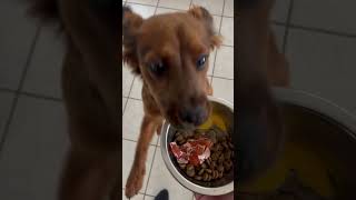 Impatient Dog Spills Breakfast Knocking Over Bowl