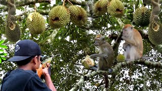 Download Lagu FULL BERBURU HAMA DURIAN \u0026 HAMA LIAR PEMAKAN BUAH DI KEBUN WARGA MP3