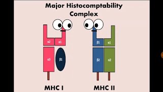 Immunity 11. Major Histocompatibility Molecules (MHC) معقد التوافق النسيجي