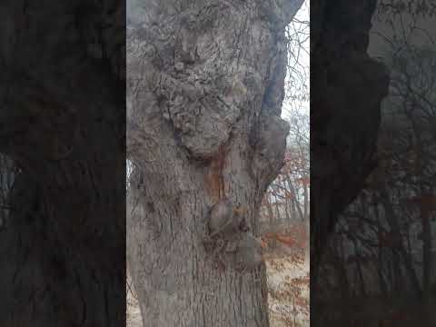 Gnarly burled up