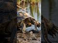 Tortoise Vs Snake Fight #Tortoise #wildlife #snake #animals #attack #trending