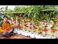 How grow tomatoes harvest continuously bear fruit all year round unbelievably simple