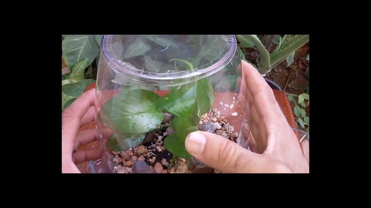 الزراعة في الدوارق الزجاجية