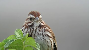 SongSparrow2.mp4