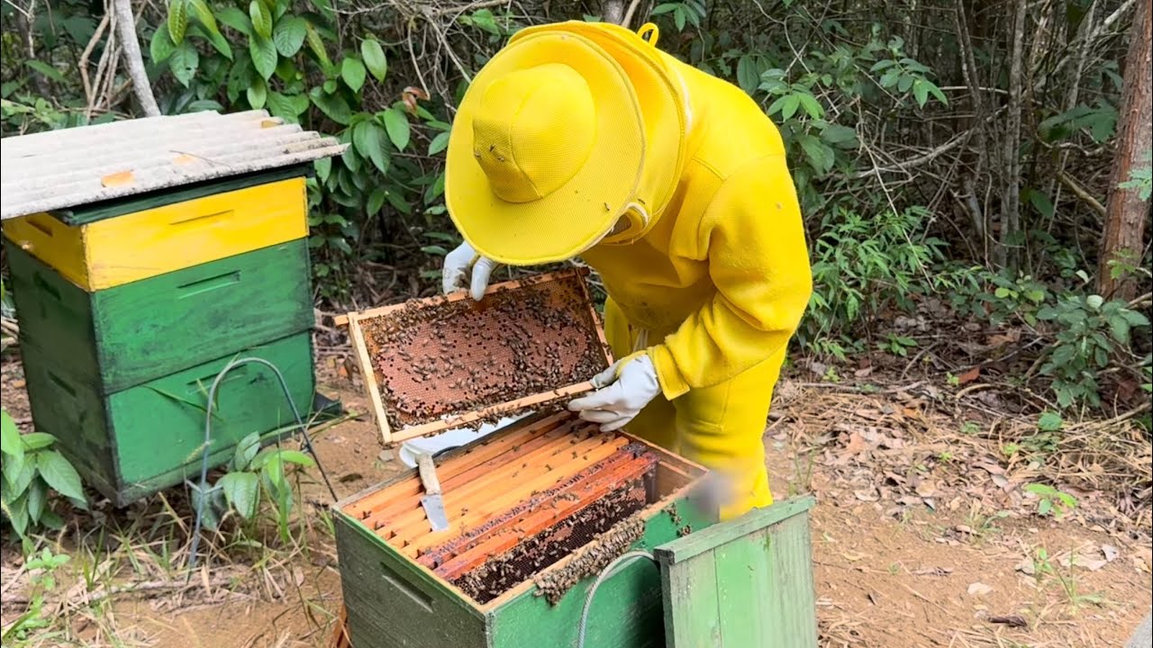 Como CRESCER RÁPIDO seu enxame de multiplicação 🐝
