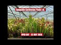 *PREVIEW* THESE CARNIVOROUS PLANTS ARE ABSOLUTELY AWESOME🌞🌞🌞!!!🤩🤩🤩 #carnivorousplants #sundew