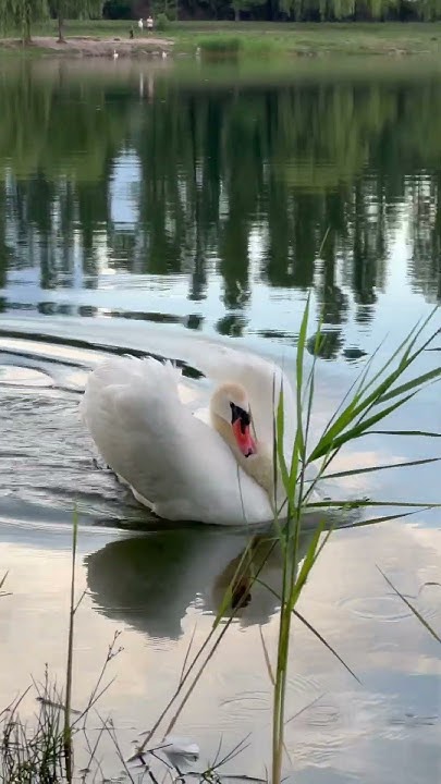 Лебедь 🦢 Леонид на водной глади водоёма 🥰🙌😍🦢 - YouTube
