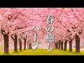 春のハープ曲メドレー【リラックスBGM】睡眠・瞑想・集中したい時の音楽に♪