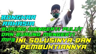 Solusi terbaik untuk mengatasi burung yang mengerti pulut dan mp3